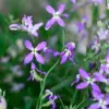 Night-Scented Stock Seeds 1000 Pcs - Fragrant Annual Flower Seeds for Container & Garden, White/Yellow