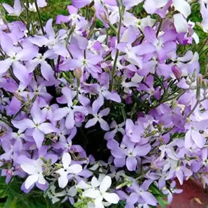 Night-Scented Stock Seeds 1000 Pcs - Fragrant Annual Flower Seeds for Container & Garden, White/Yellow