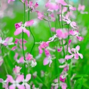 Night-Scented Stock Seeds 1000 Pcs - Fragrant Annual Flower Seeds for Container & Garden, White/Yellow