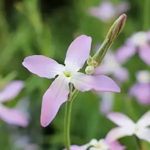 Night-Scented Stock Seeds 1000 Pcs - Fragrant Annual Flower Seeds for Container & Garden, White/Yellow
