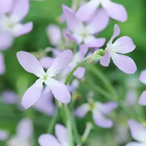 Night-Scented Stock Seeds 1000 Pcs - Fragrant Annual Flower Seeds for Container & Garden, White/Yellow