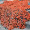 Orange Creeping Thyme Seeds 100 Count - Non-GMO Perennial Fragrant Ground Cover Herb for Home & Garden