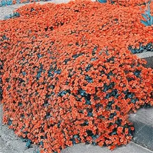 Orange Creeping Thyme Seeds 100 Count - Non-GMO Perennial Fragrant Ground Cover Herb for Home & Garden