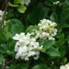 Orange Jessamine Seeds Broadleaf Evergreen Tree Shrub Fragrant Ornamental Fruit Hedge Screen Outdoor 5 Pcs White