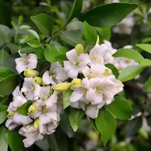 Orange Jessamine Seeds Broadleaf Evergreen Tree Shrub Fragrant Ornamental Fruit Hedge Screen Outdoor 5 Pcs White