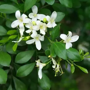 Orange Jessamine Seeds Broadleaf Evergreen Tree Shrub Fragrant Ornamental Fruit Hedge Screen Outdoor 5 Pcs White