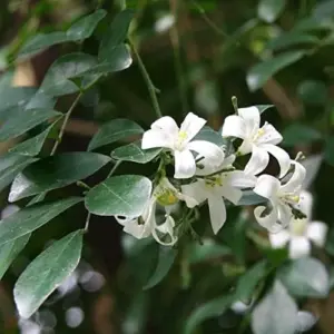 Orange Jessamine Seeds Broadleaf Evergreen Tree Shrub Fragrant Ornamental Fruit Hedge Screen Outdoor 5 Pcs White