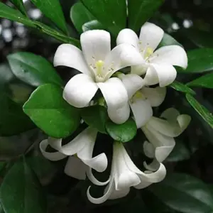 Orange Jessamine Seeds Broadleaf Evergreen Tree Shrub Fragrant Ornamental Fruit Hedge Screen Outdoor 5 Pcs White