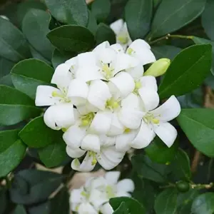 Orange Jessamine Seeds Broadleaf Evergreen Tree Shrub Fragrant Ornamental Fruit Hedge Screen Outdoor 5 Pcs White