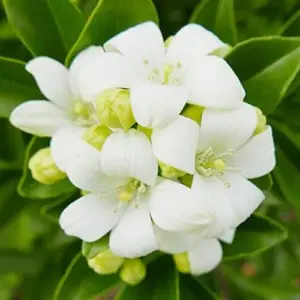 Orange Jessamine Seeds Murraya Paniculata Fragrant Evergreen Shrub 5Pcs Indoor Outdoor