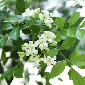 Orange Jessamine Seeds Murraya Paniculata Fragrant Evergreen Shrub 5Pcs Indoor Outdoor