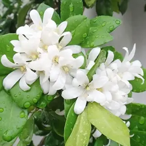 Orange Jessamine Seeds Murraya Paniculata Fragrant Evergreen Shrub 5Pcs Indoor Outdoor