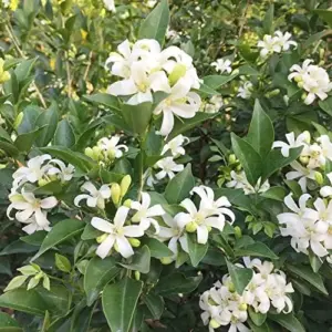Orange Jessamine Seeds Murraya Paniculata Fragrant Evergreen Shrub 5Pcs Indoor Outdoor