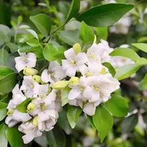 Orange Jessamine Seeds Murraya Paniculata Fragrant Evergreen Shrub 5Pcs Indoor Outdoor