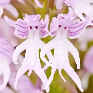Orchis Italica Seeds Italian Orchid Flower Seeds 200Pcs Brown Pink White Organic