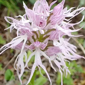 Orchis Italica Seeds Italian Orchid Flower Seeds 200Pcs Brown Pink White Organic
