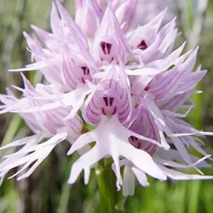 Orchis Italica Seeds Italian Orchid Flower Seeds 200Pcs Brown Pink White Organic