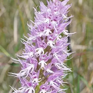 Orchis Italica Seeds Italian Orchid Flower Seeds 200Pcs Brown Pink White Organic