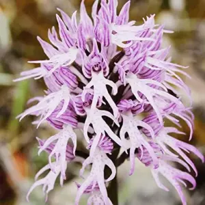 Orchis Italica Seeds Italian Orchid Flower Seeds 200Pcs Brown Pink White Organic
