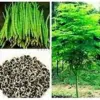 Organic Moringa Seeds PKM1 Variety - Large Malunggay Drumstick Tree Seeds - Brown, 50 Count