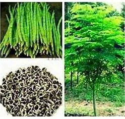 Organic Moringa Seeds PKM1 Variety - Large Malunggay Drumstick Tree Seeds - Brown, 50 Count