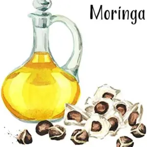 Organic Moringa Seeds PKM1 Variety - Large Malunggay Drumstick Tree Seeds - Brown, 50 Count