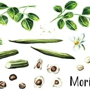Organic Moringa Seeds PKM1 Variety - Large Malunggay Drumstick Tree Seeds - Brown, 50 Count