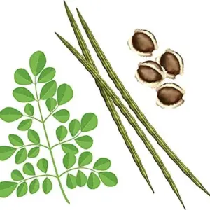 Organic Moringa Seeds PKM1 Variety - Large Malunggay Drumstick Tree Seeds - Brown, 50 Count
