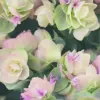 Ornamental Oregano Seeds 50Pcs Green Pink Rose-Pink GMO Free Attractive Foliage