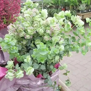 Ornamental Oregano Seeds 50Pcs Green Pink Rose-Pink GMO Free Attractive Foliage