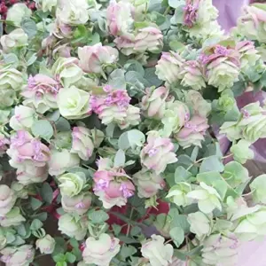 Ornamental Oregano Seeds 50Pcs Green Pink Rose-Pink GMO Free Attractive Foliage