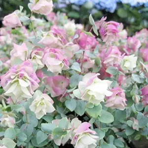 Ornamental Oregano Seeds 50Pcs Green Pink Rose-Pink GMO Free Attractive Foliage