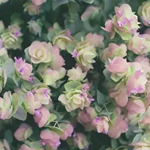 Ornamental Oregano Seeds 50Pcs Green Pink Rose-Pink GMO Free Attractive Foliage