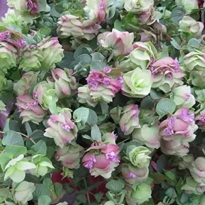 Ornamental Oregano Seeds Kirigami Perennial Decorative Attracts Bees Deer Resistant Hardy 50 Seeds