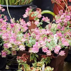 Ornamental Oregano Seeds Kirigami Perennial Decorative Attracts Bees Deer Resistant Hardy 50 Seeds