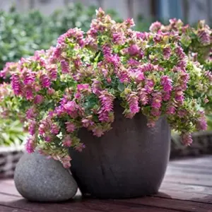 Ornamental Oregano Seeds Kirigami Perennial Decorative Attracts Bees Deer Resistant Hardy 50 Seeds