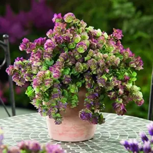 Ornamental Oregano Seeds Kirigami Perennial Decorative Attracts Bees Deer Resistant Hardy 50 Seeds