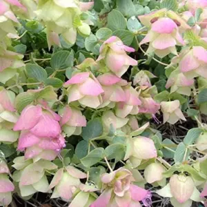Ornamental Oregano Seeds Kirigami Perennial Decorative Attracts Bees Deer Resistant Hardy 50 Seeds