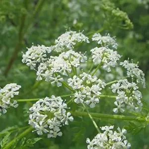 Osha Root Seeds Perennial Herb Garden Bed Border Outdoor Flower Seeds 10 Pcs White