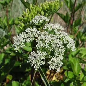 Osha Root Seeds Perennial Herb Garden Bed Border Outdoor Flower Seeds 10 Pcs White