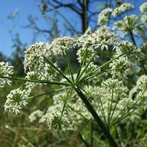 Osha Root Seeds Perennial Herb Garden Bed Border Outdoor Flower Seeds 10 Pcs White
