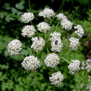 Osha Root Seeds Perennial Herb Garden Bed Border Outdoor Flower Seeds 10 Pcs White