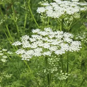 Osha Root Seeds Perennial Herb Garden Bed Border Outdoor Flower Seeds 10 Pcs White