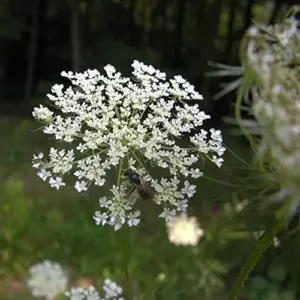 Osha Root Seeds Perennial Herb Garden Bed Border Outdoor Flower Seeds 10 Pcs White