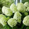 Paniculata Hydrangea Seeds Fast Growing Attracts Pollinators Outdoor Shrub Seeds 50Pcs