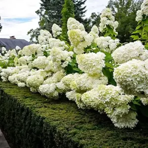 Paniculata Hydrangea Seeds Fast Growing Attracts Pollinators Outdoor Shrub Seeds 50Pcs