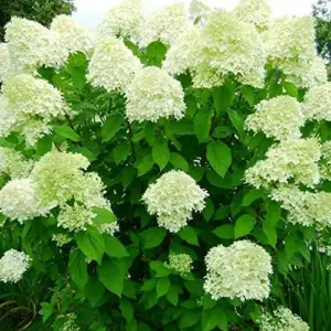 Paniculata Hydrangea Seeds Fast Growing Attracts Pollinators Outdoor Shrub Seeds 50Pcs