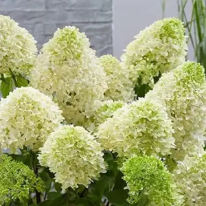 Paniculata Hydrangea Seeds Fast Growing Attracts Pollinators Outdoor Shrub Seeds 50Pcs