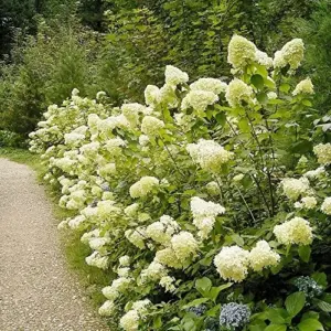 Paniculata Hydrangea Seeds Fast Growing Attracts Pollinators Outdoor Shrub Seeds 50Pcs