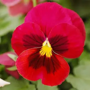 Pansy Seeds - Mixed Colors Flower Seeds 250Pcs - Perennial, Fragrant, Deer Resistant for Beds, Borders & Containers
